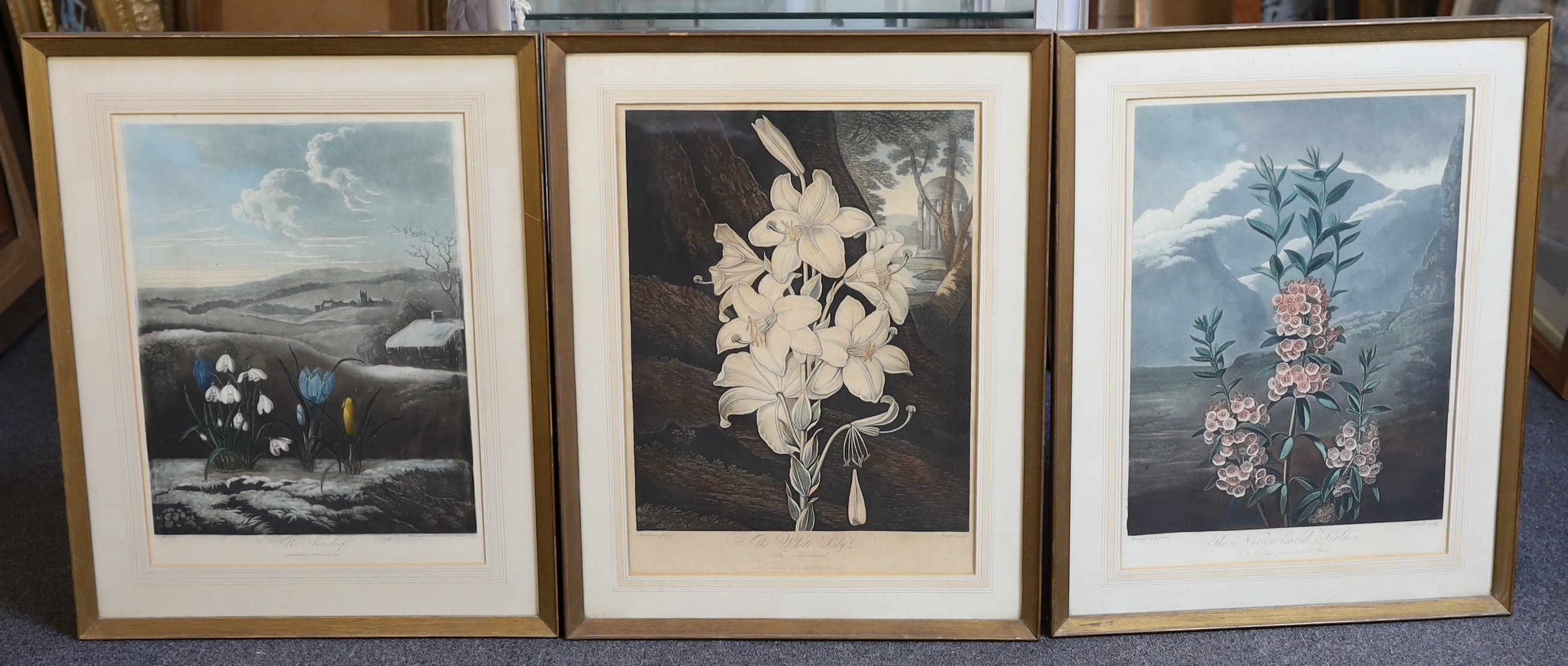 Dr Robert Thornton Publ., 'The Snowdrop' W.Ward after Pether, 1804, 'The Narrow-Leaved Kalmia', Caldwall after Reinagle, 1804 and 'The White Lily', Stadler after Henderson, 1800, three hand coloured aquatints, 50 x 37cm